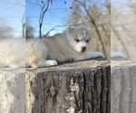 Small Photo #4 Siberian Husky Puppy For Sale in STAPLES, MN, USA