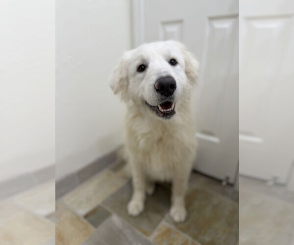 Medium Photo #2 Great Pyrenees Puppy For Sale in Spring, TX, USA