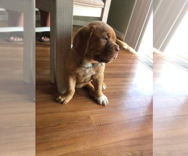 Medium Photo #10 Dogue de Bordeaux Puppy For Sale in NEW CASTLE, IN, USA