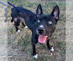 Lady - Female Siberian Husky-Unknown Mix Dog for Adoption - Small photo