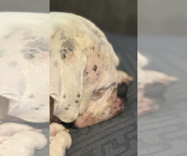 Medium Photo #4 Boxer Puppy For Sale in Austin, TX, USA