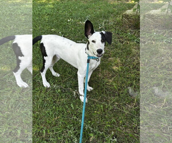 Medium Photo #3 Mutt Puppy For Sale in Rockaway, NJ, USA