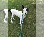 Small #2 Mutt