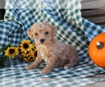 Small Photo #2 Poodle (Miniature) Puppy For Sale in SHILOH, OH, USA