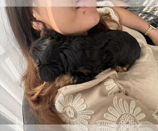 Medium Photo #4 Yorkshire Terrier Puppy For Sale in PORTLAND, OR, USA