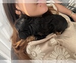 Small #3 Yorkshire Terrier