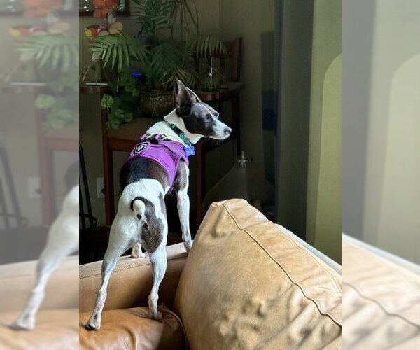 Medium Photo #4 Rat Terrier Puppy For Sale in East Derry, NH, USA