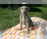 Small #5 German Shepherd Dog