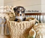 Small #4 Miniature American Shepherd