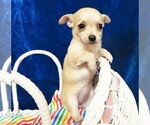 Small Photo #6 Chihuahua Puppy For Sale in GROVESPRING, MO, USA
