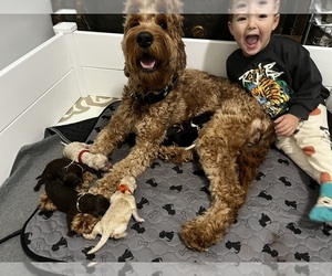 Mother of the Goldendoodle puppies born on 11/25/2022