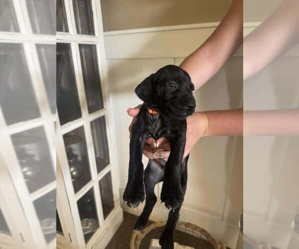 Medium Photo #13 German Shorthaired Pointer Puppy For Sale in PASCO, WA, USA