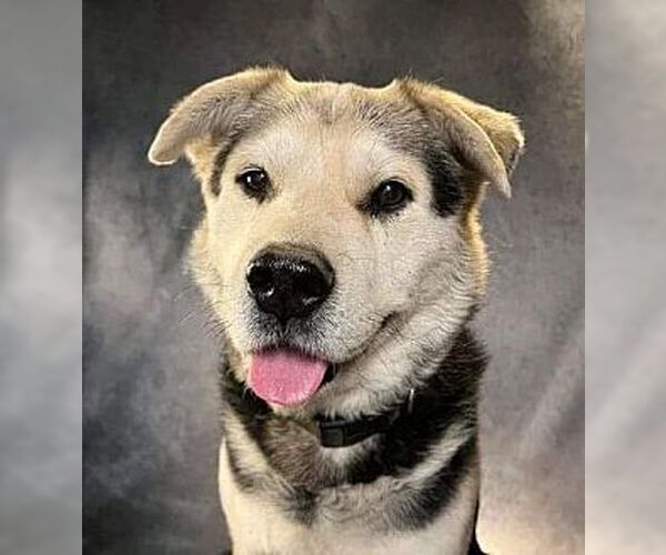 Medium Photo #3 Mutt Puppy For Sale in Dana Point, CA, USA