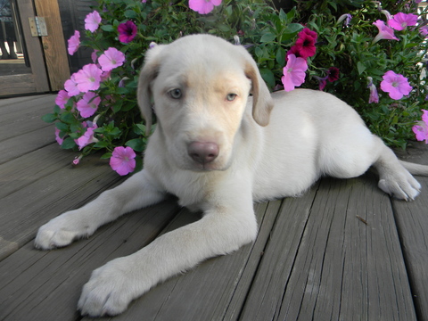 Medium Photo #1 Labrador Retriever Puppy For Sale in LEO, IN, USA