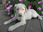 Small Photo #1 Labrador Retriever Puppy For Sale in LEO, IN, USA