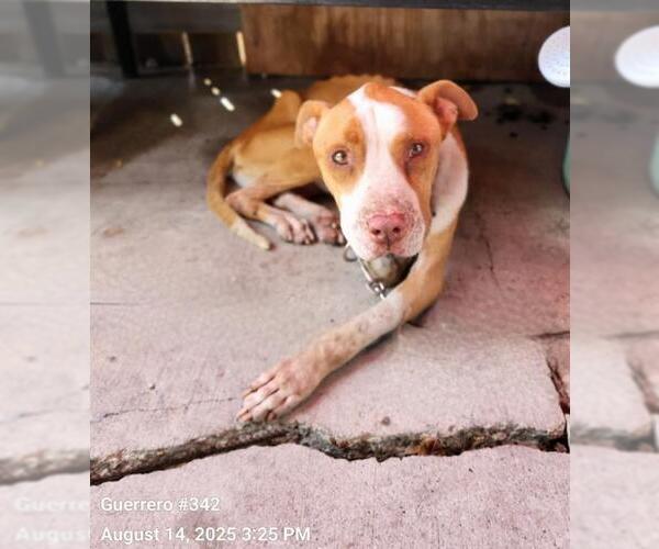 Medium Photo #1 American Staffordshire Terrier-Unknown Mix Puppy For Sale in San Antonio, TX, USA