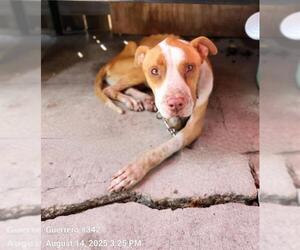 American Staffordshire Terrier-Unknown Mix Dogs for adoption in San Antonio, TX, USA