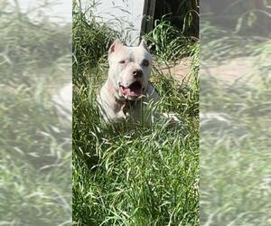 American Staffordshire Terrier Dogs for adoption in San Antonio, TX, USA