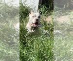 Small American Staffordshire Terrier