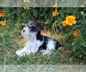 Schnauzer (Miniature) Puppy for sale in KINGSPORT, TN, USA