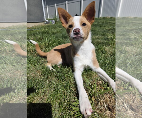 Medium Photo #1 Collie-Unknown Mix Puppy For Sale in Sandy, UT, USA