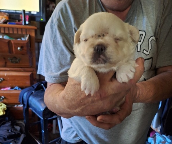 Medium Photo #3 French Bulldog Puppy For Sale in MANTECA, CA, USA