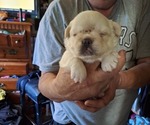 Small #2 French Bulldog