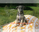 Small #3 German Shepherd Dog