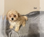 Small Photo #2 Poodle (Toy) Puppy For Sale in HOLLYWOOD, MD, USA