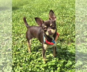Chihuahua Dogs for adoption in Belleuve, NE, USA