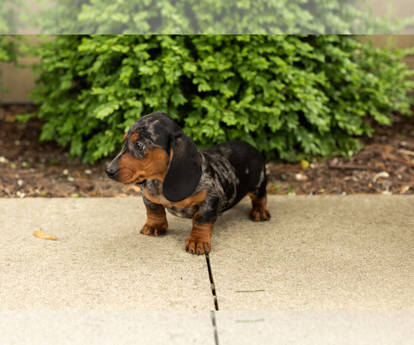 Medium Photo #6 Dachshund Puppy For Sale in BREMEN, IN, USA