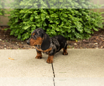 Small #5 Dachshund