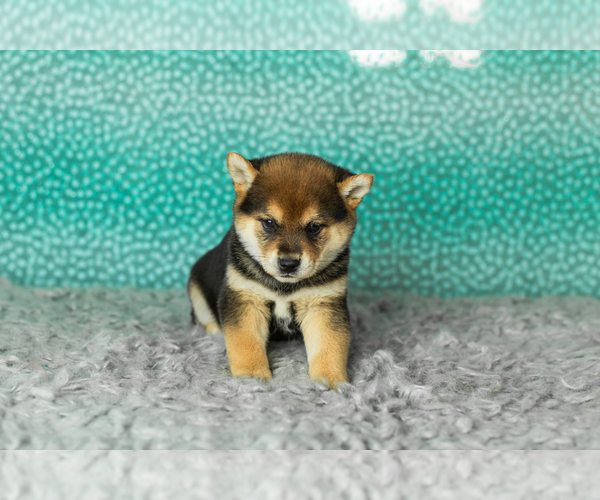 Medium Photo #24 Shiba Inu Puppy For Sale in MILLERSBURG, IN, USA