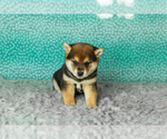 Small Photo #24 Shiba Inu Puppy For Sale in MILLERSBURG, IN, USA