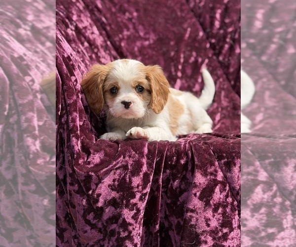 Medium Photo #4 Cavalier King Charles Spaniel Puppy For Sale in MIAMI, FL, USA
