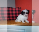 Small Photo #5 Poodle (Miniature)-ShihPoo Mix Puppy For Sale in INDIANAPOLIS, IN, USA