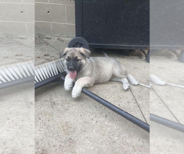 Medium Photo #4 German Shepherd Dog Puppy For Sale in BURTON CITY, OH, USA