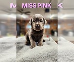 Puppy Miss Pink Labrador Retriever