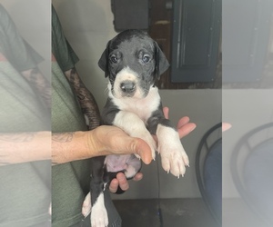 Great Dane Puppy for sale in ARRINGTON, VA, USA