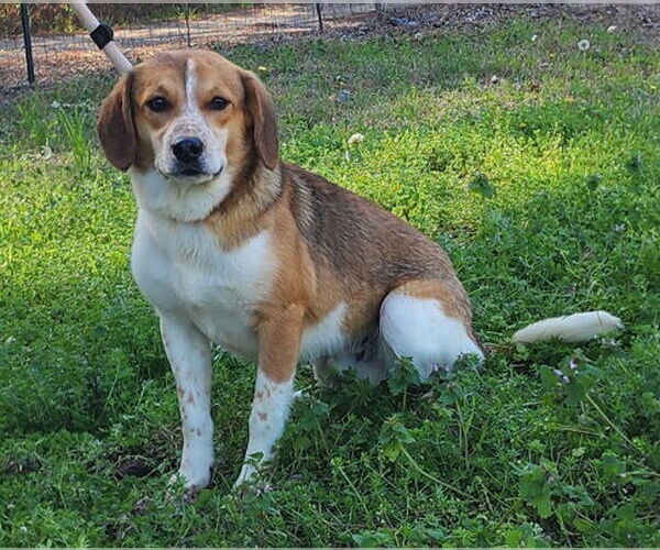Medium Photo #2 Beagle-Unknown Mix Puppy For Sale in Wetumpka, AL, USA