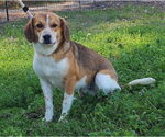 Small #1 Beagle Mix