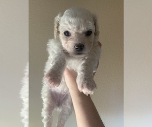 Maltipoo Puppy for sale in ALBUQUERQUE, NM, USA