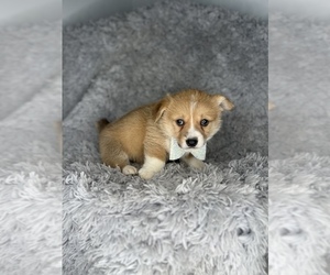 Pembroke Welsh Corgi Puppy for sale in INDIANAPOLIS, IN, USA