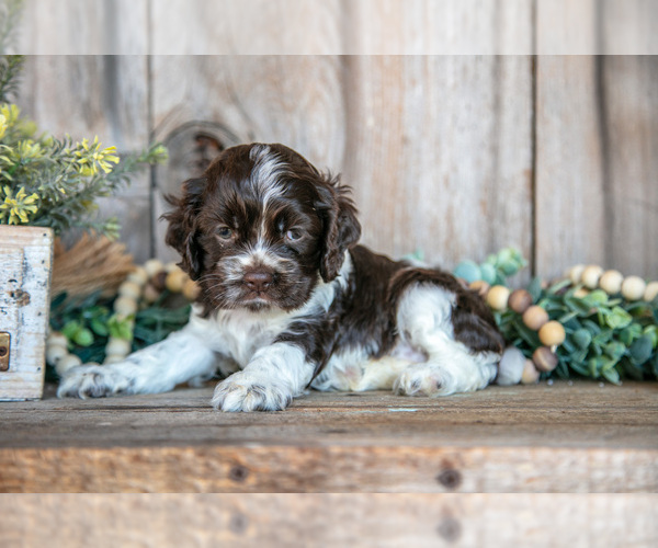Medium Photo #2 Cocker Spaniel Puppy For Sale in BALTIC, OH, USA
