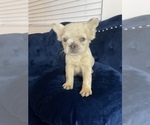 Small #17 French Bulldog