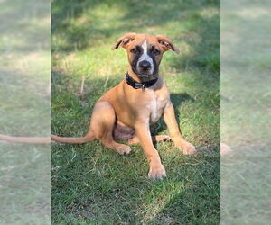 Labrador Retriever-Unknown Mix Dogs for adoption in Brewster, NY, USA