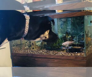 Bailey - Female Shepradors Dog for Adoption - Photo #6