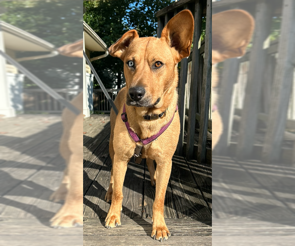 Medium Photo #7 Australian Shepherd-Unknown Mix Puppy For Sale in Decatur, GA, USA