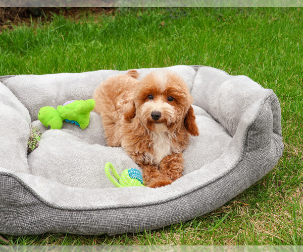 Medium Photo #1 Poodle (Miniature) Puppy For Sale in SYRACUSE, IN, USA