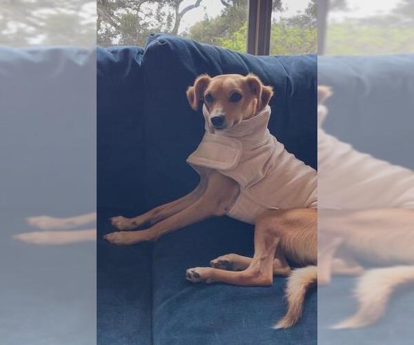 Medium Photo #1 Taco Terrier Puppy For Sale in Santa Barbara, CA, USA